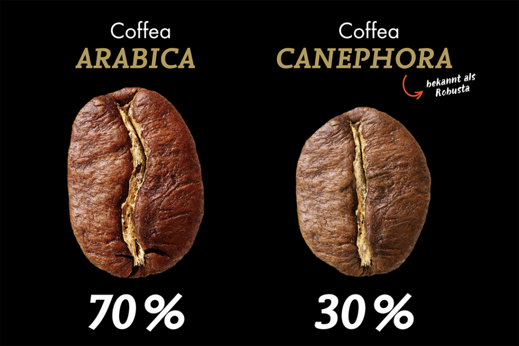 Arabica vs Robusta Unterschied Bohnenform Vergleich Coffea Arabica und Canephora