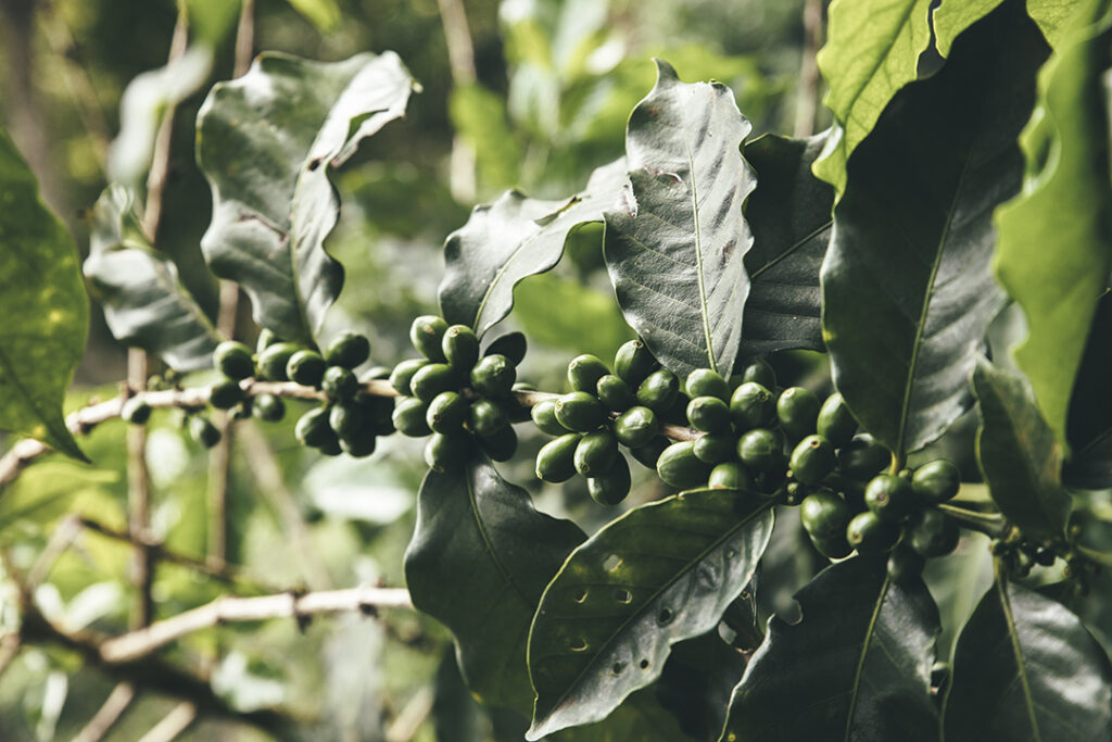 Kaffeepflanze mit grünen Kaffeekirschen im nachhaltigen Anbau auf einer Farm