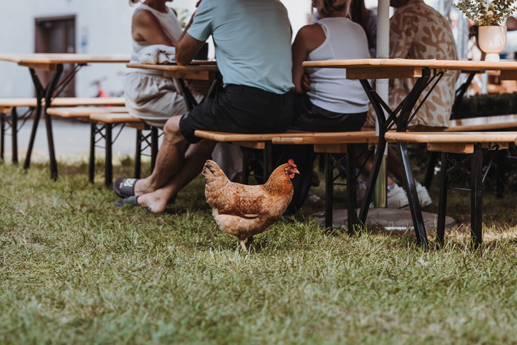 Kaffeerösterei Fulda Reinholz Gelände mit freilaufenden Hühnern im Grünen