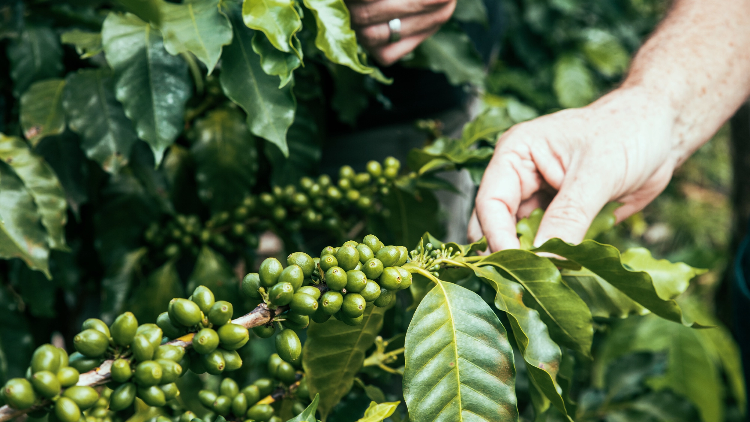 Blick über die Kaffeeplantagen in Chiapas Mexiko auf der Finca Fulda Kaffee Mexiko im Hochland