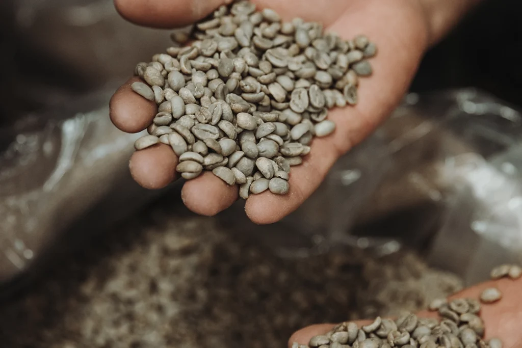 Rohkaffee Bohnen in der Hand vor der Trommelröstung in der Kaffeerösterei