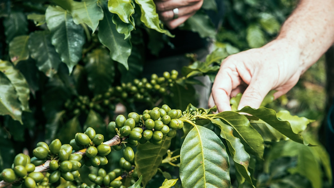 Blick über die Kaffeeplantagen in Chiapas Mexiko auf der Finca Fulda Kaffee Mexiko im Hochland