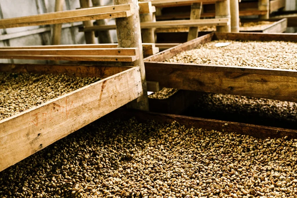 Kaffeebohnen trocknen auf Trockenbetten während des Honey Process.