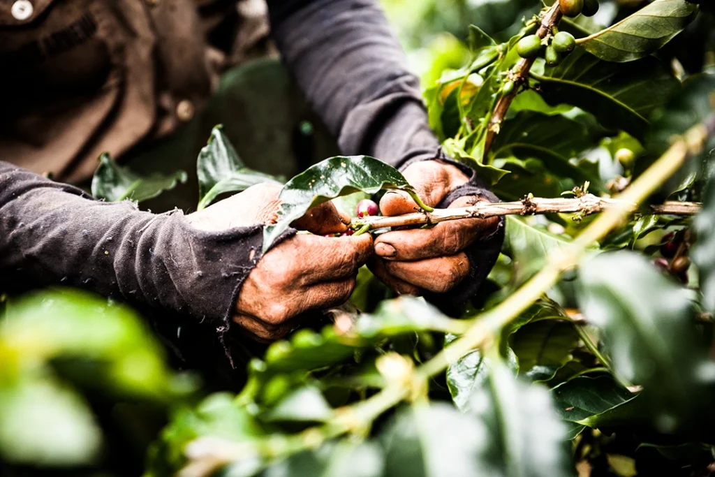 Handarbeit bei der Kaffeeernte auf einer Kaffeefarm in Mexiko