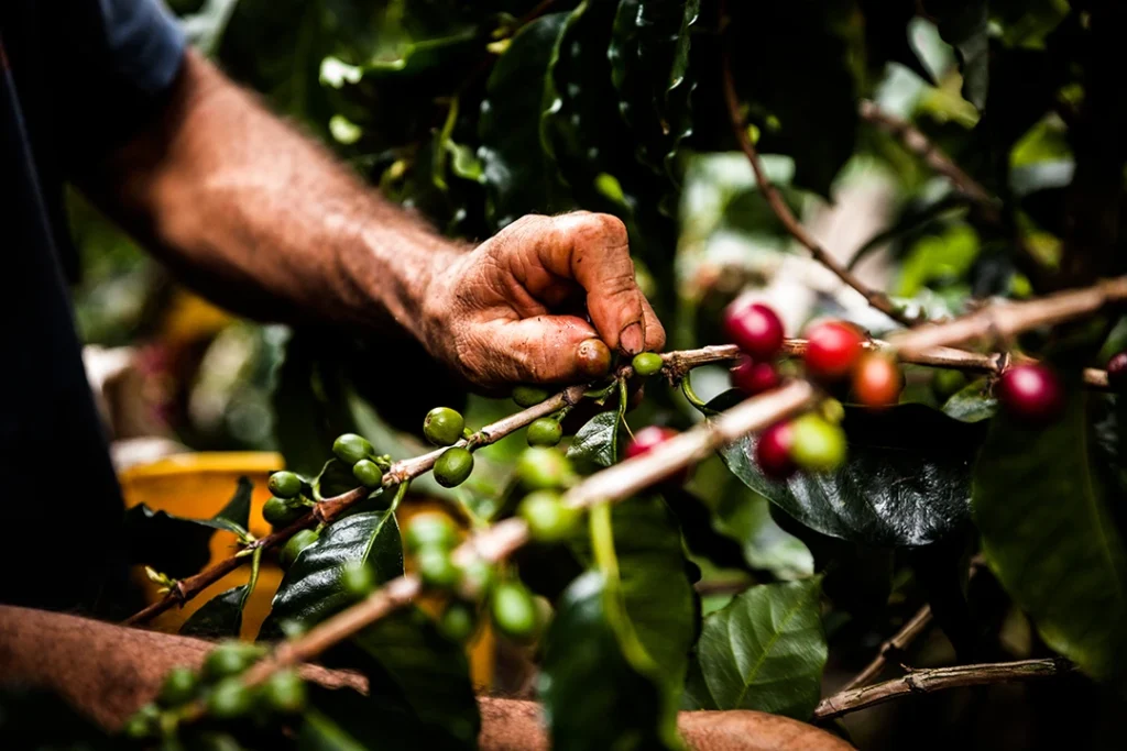 Erntehelfer pflückt von Hand reife Kaffeekirschen auf einer Kaffeeplantage.