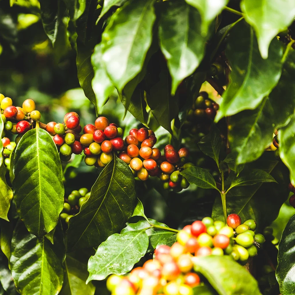 Kaffeepflanze mit unterschiedlich reifen Kaffeekirschen auf einer Kaffeeplantage in Kolumbien.