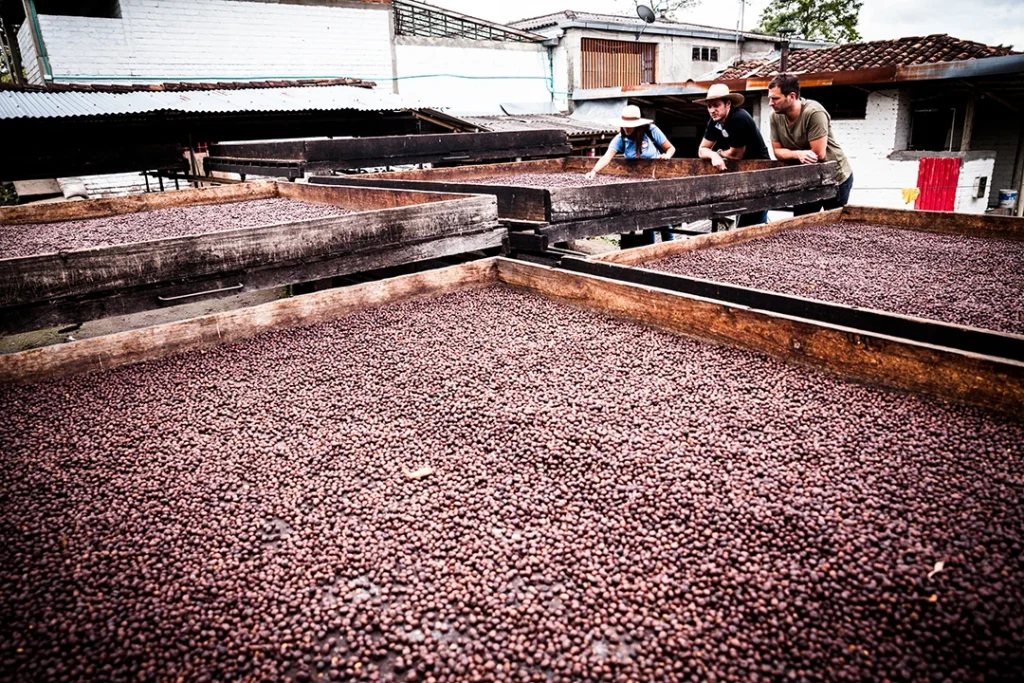 Kaffeekirschen trocknen auf Trockenbetten während des Natural Process.