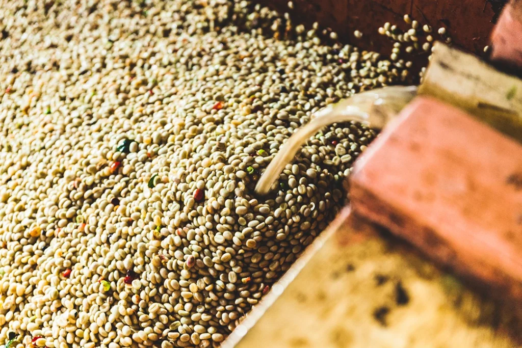 Kaffeebohnen während der Nassaufbereitung im Wasserbecken nach der Fermentation.