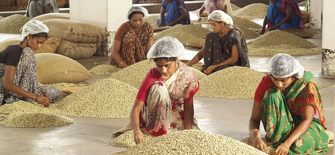 Monsooned Malabar: Wenn der Monsun den Kaffee verändert