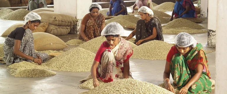 Monsooned Malabar: Wenn der Monsun den Kaffee verändert