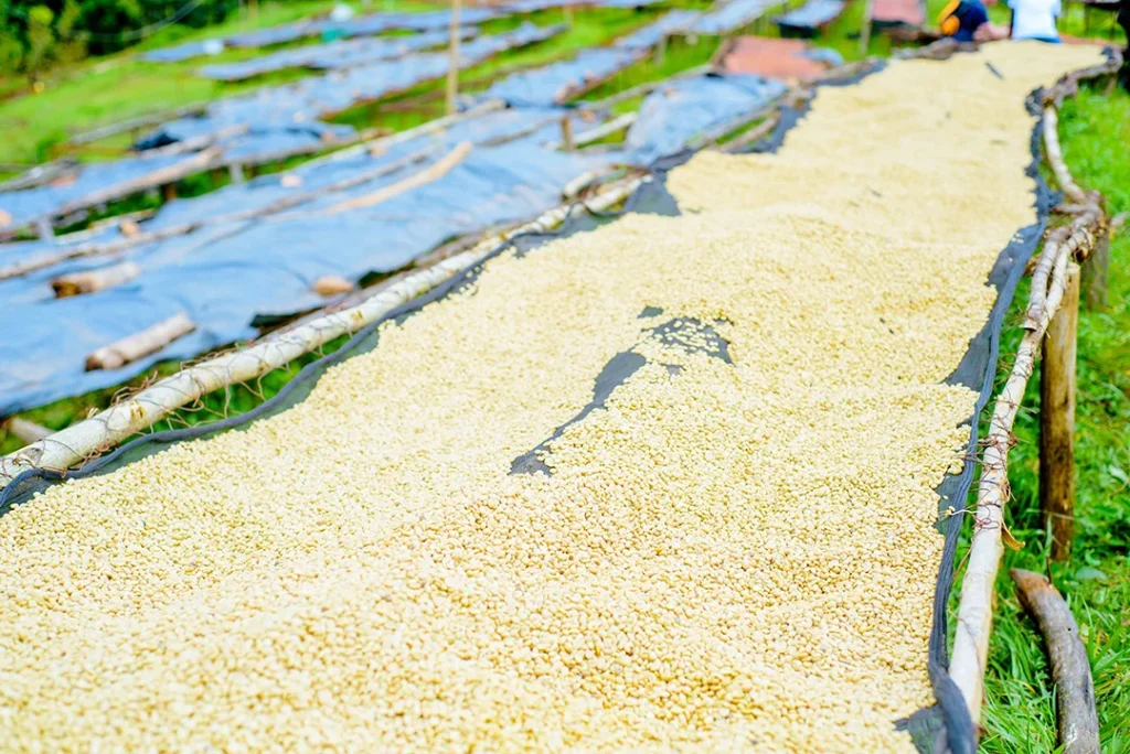 Reihe für Reihe: Auf den Hochbetten trocknet der Kaffee unter der Sonne Ruandas.