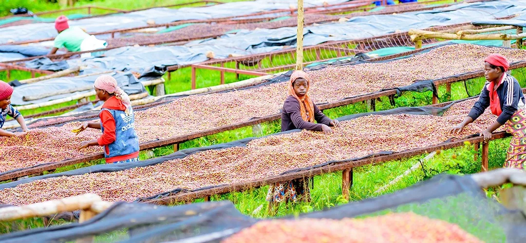 Die Kraft der Frauen: Women Coffee aus Ruanda