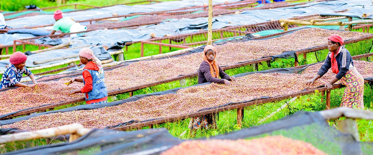 women-coffee-ruanda-reinholz-kaffee-5