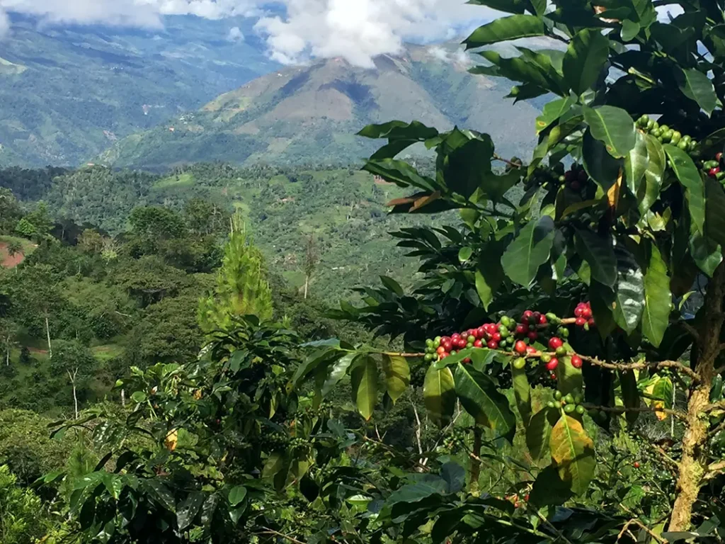 Kaffeepflanze mit roten und grünen Kaffeekirschen vor Berglandschaft in Peru
