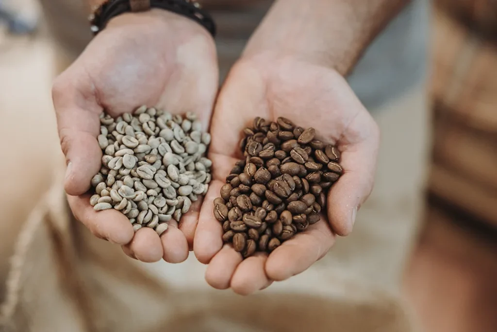 Grüner Rohkaffee und brauner Röstkaffee im direkten Vergleich in zwei Händen