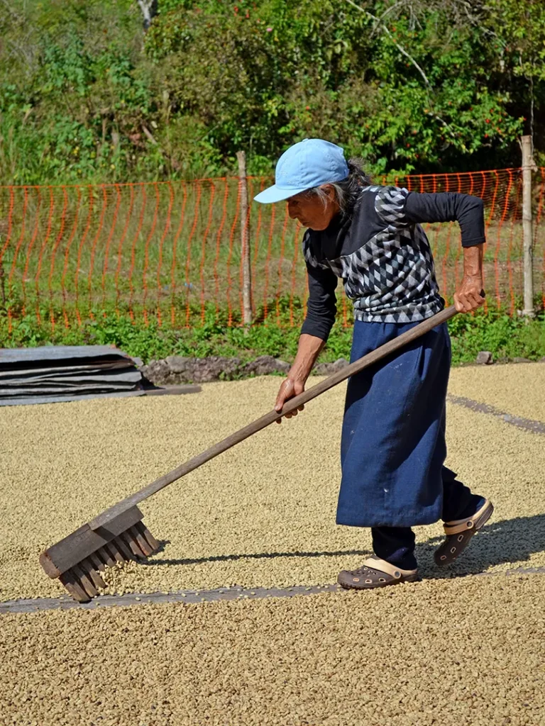 Frau wendet ausgebreiteten Rohkaffee bei der Sonnentrocknung in Peru
