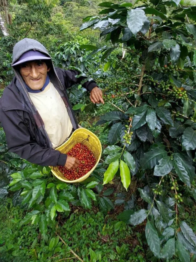 Kaffeebauer mit Korb voller roter Kaffeekirschen zwischen Kaffeepflanzen in Peru